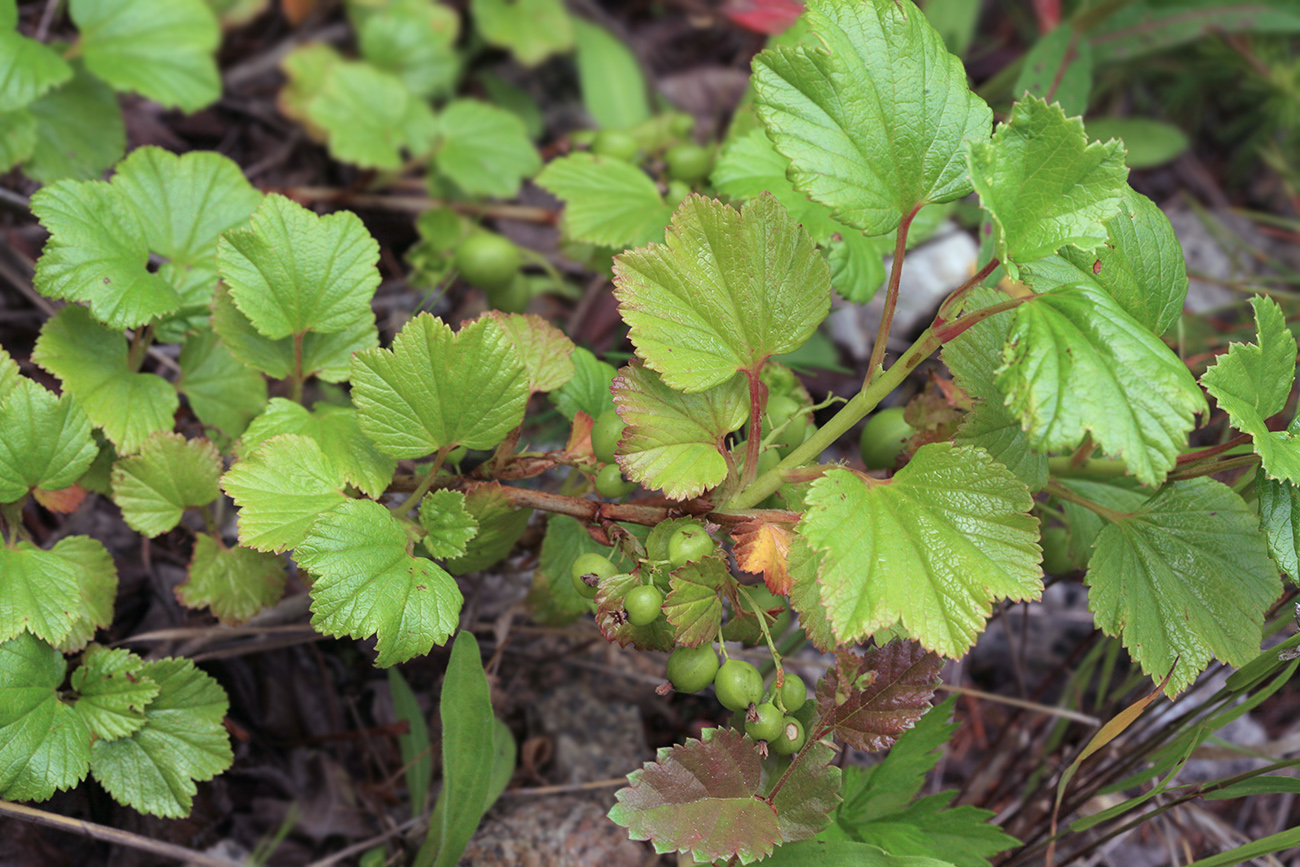 Image of Ribes procumbens specimen.