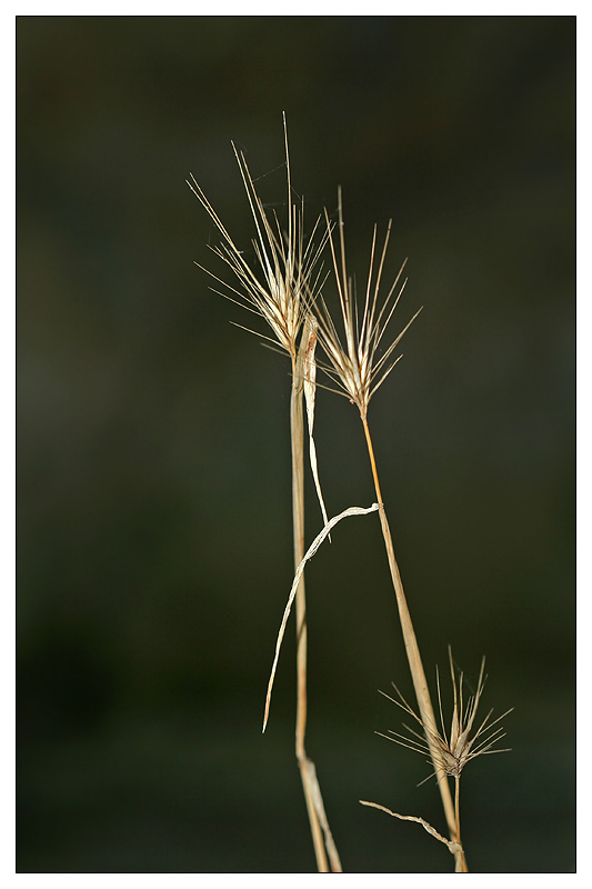 Image of genus Hordeum specimen.