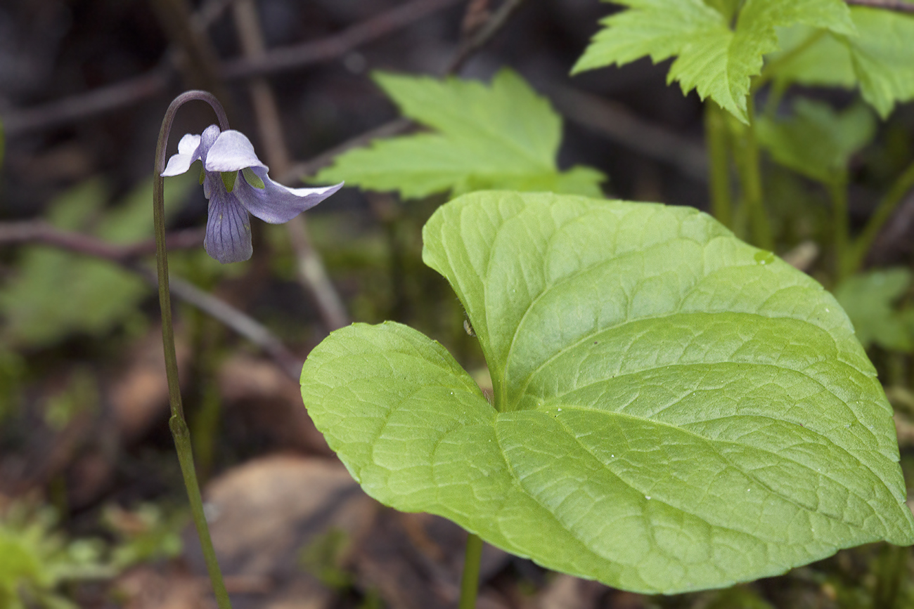 Изображение особи Viola epipsila.