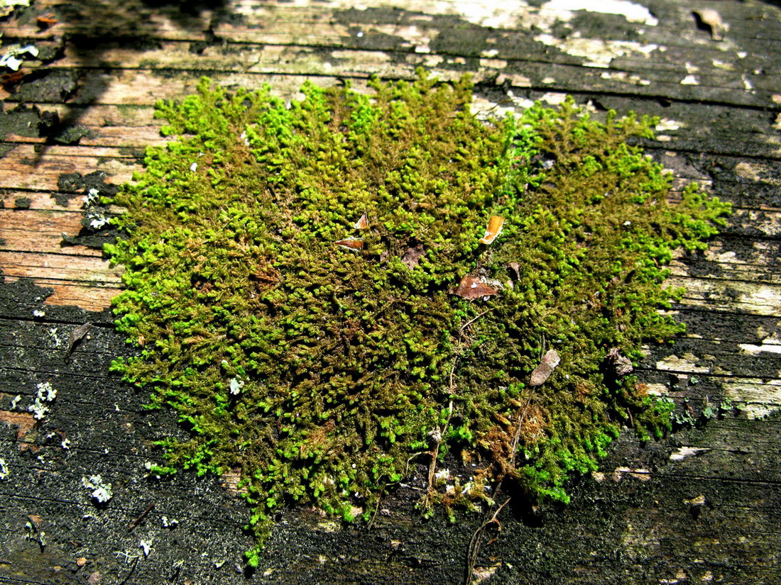 Image of Ptilidium pulcherrimum specimen.