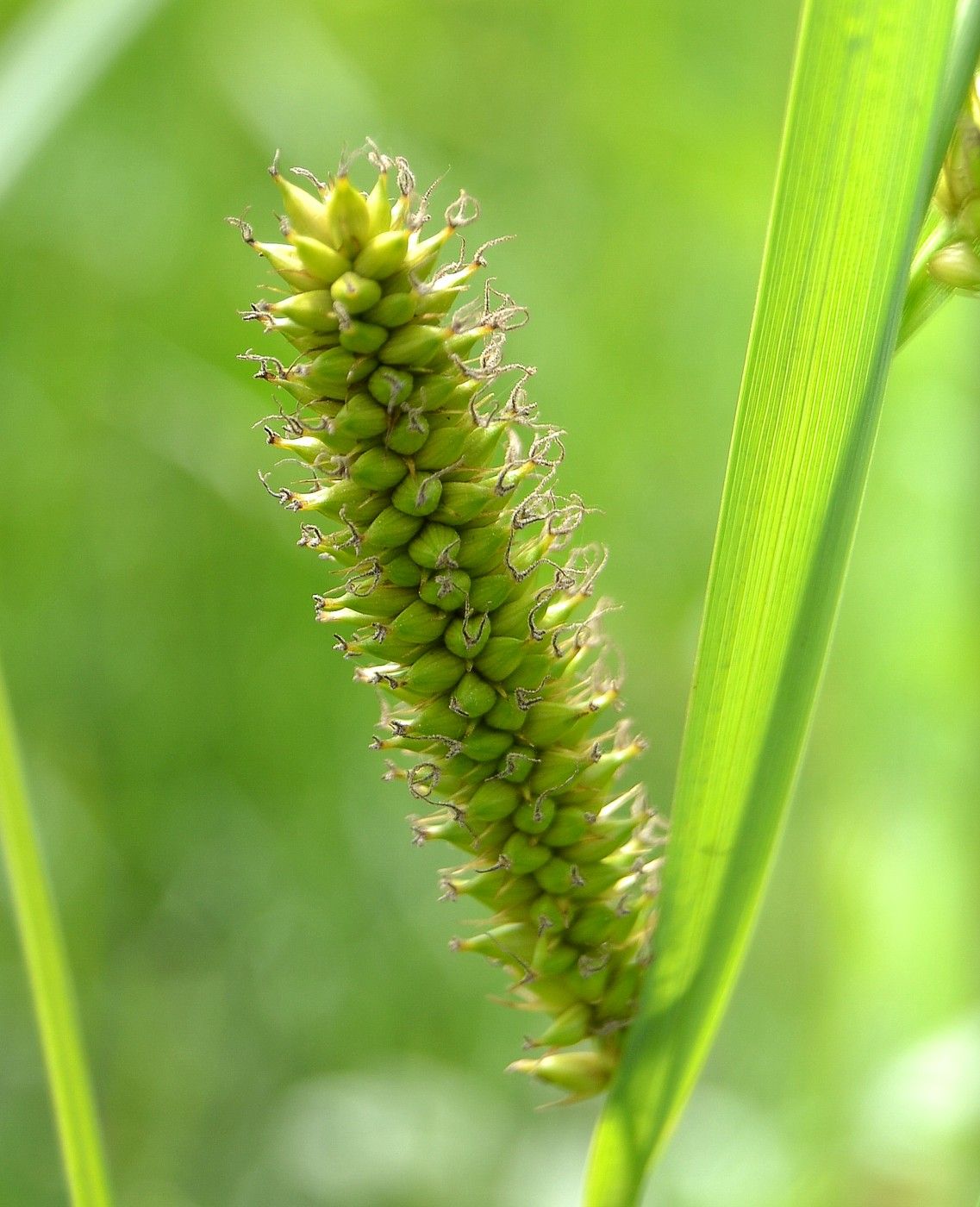 Изображение особи Carex riparia.