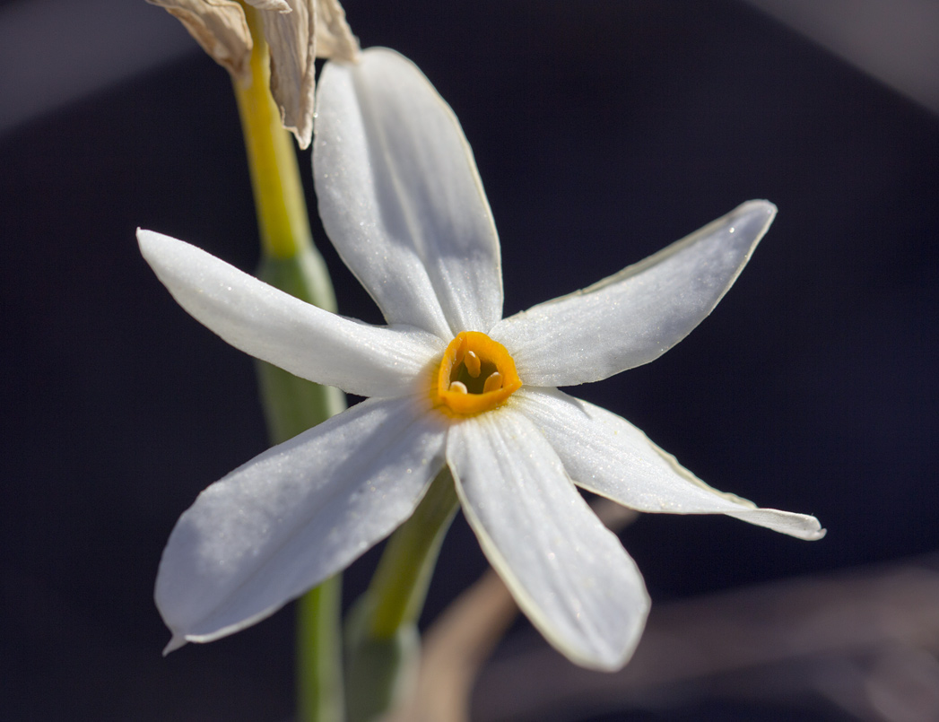 Image of Narcissus obsoletus specimen.