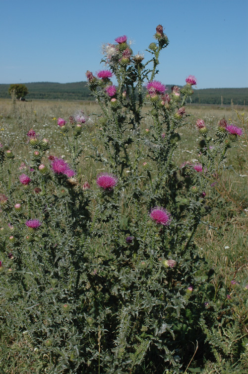 Изображение особи Carduus acanthoides.