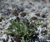 Bupleurum triradiatum