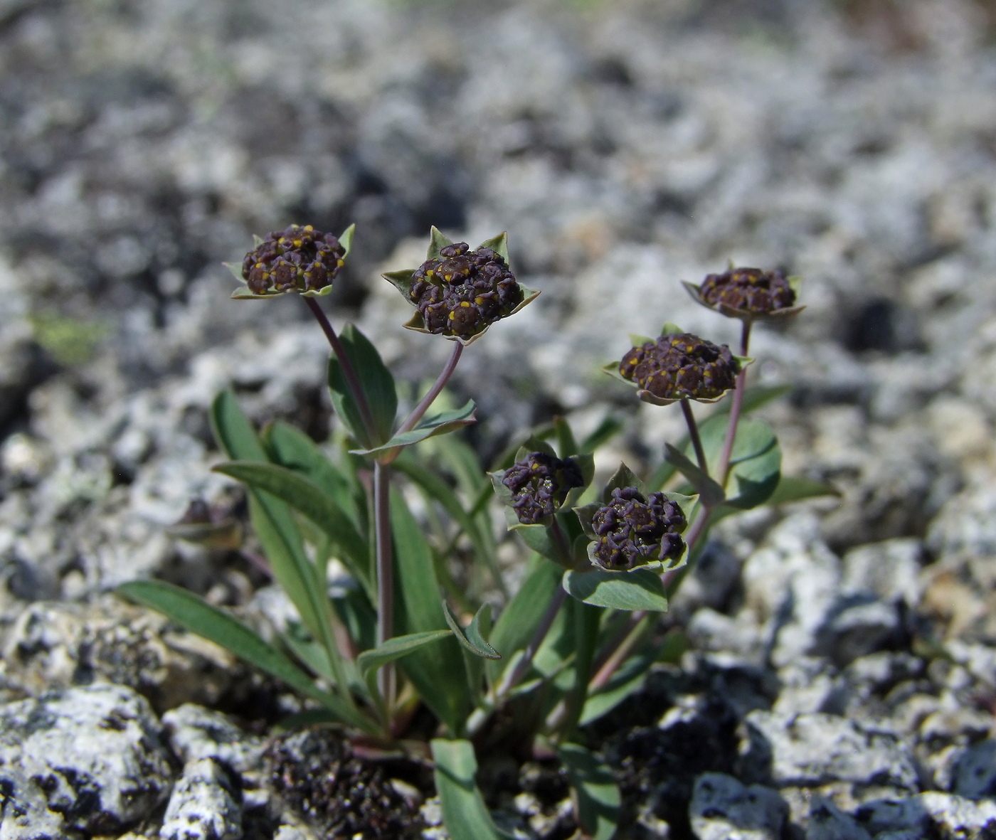 Изображение особи Bupleurum triradiatum.