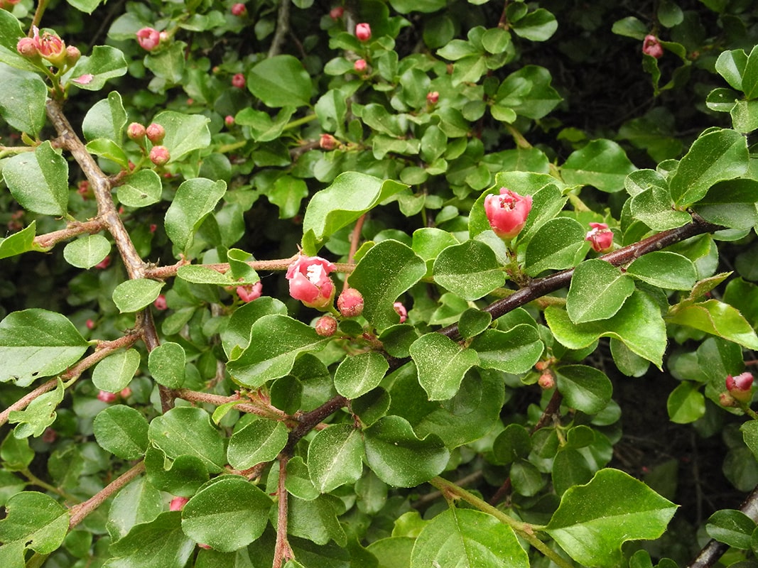 Изображение особи Cotoneaster praecox.