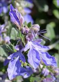 Teucrium fruticans