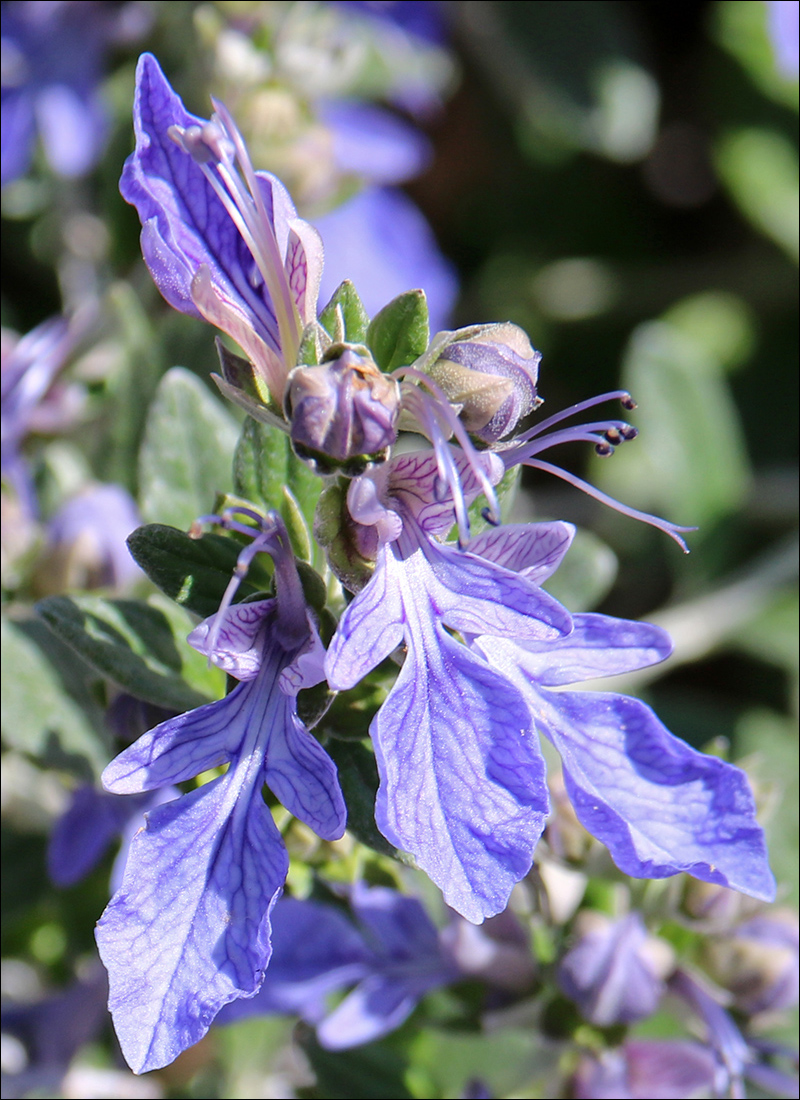 Изображение особи Teucrium fruticans.