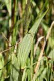 Epipactis palustris. Лист (вид снизу; видна характерная особенность вида - отсутствие опушения на нижней поверхности листа). Санкт-Петербург, пос. Можайский, травяное болото на берегу Дудергофского озера. 03.07.2010.