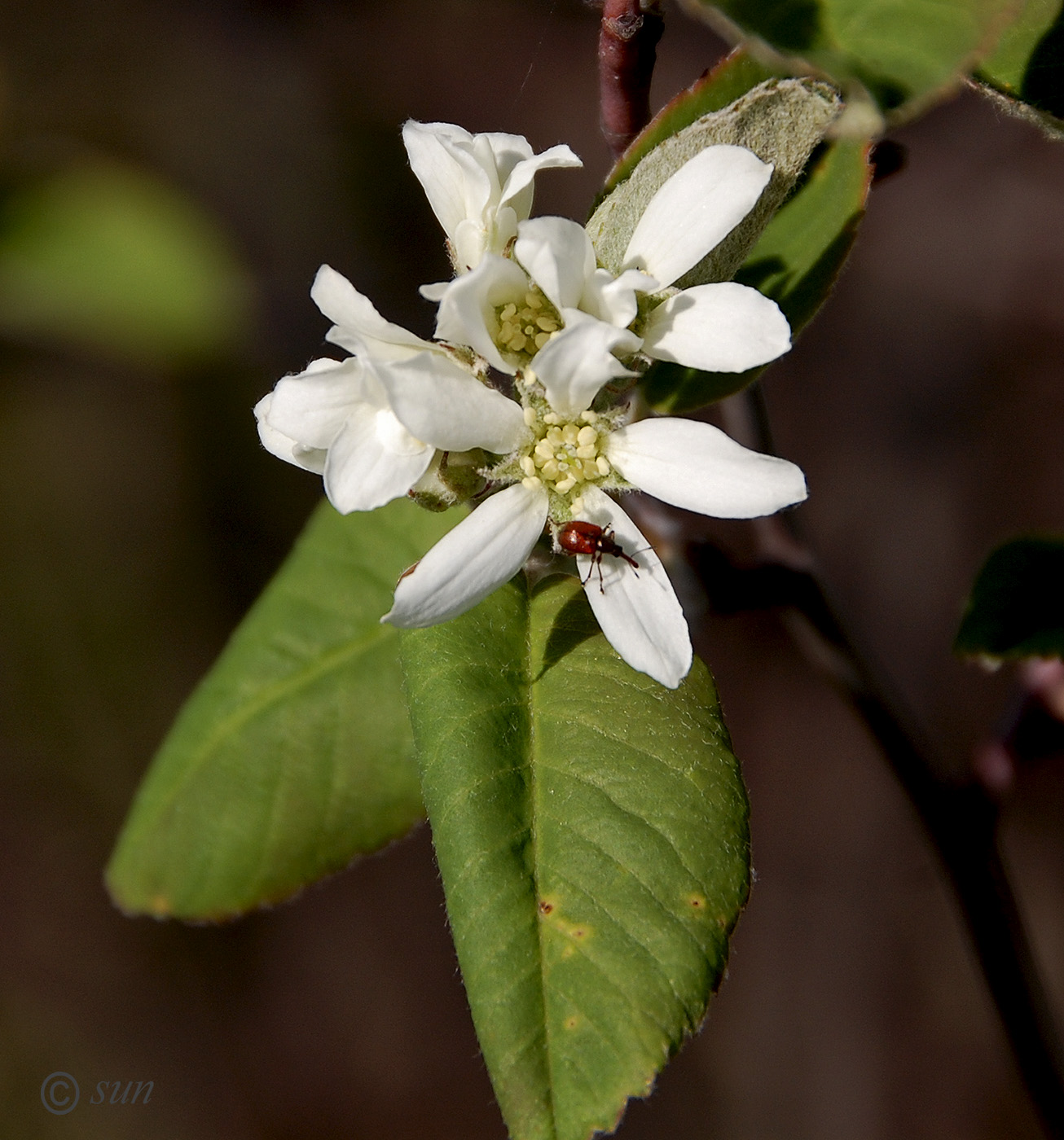 Image of Amelanchier spicata specimen.