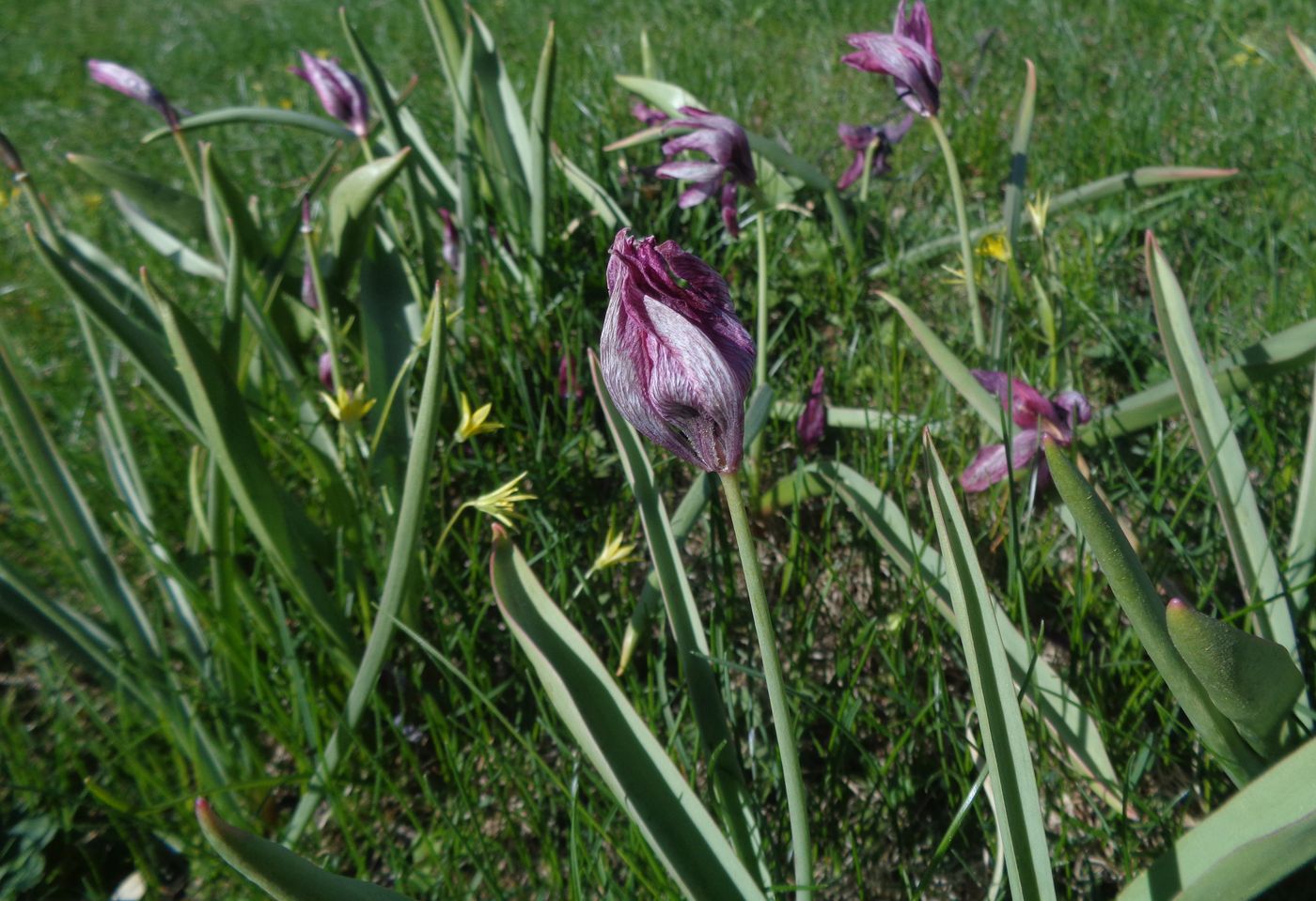 Image of Tulipa humilis specimen.