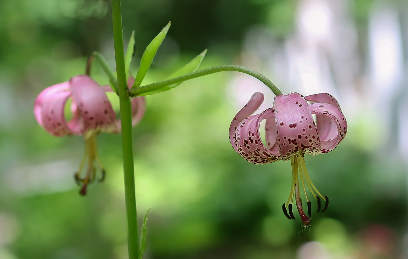 Image of Lilium pilosiusculum specimen.