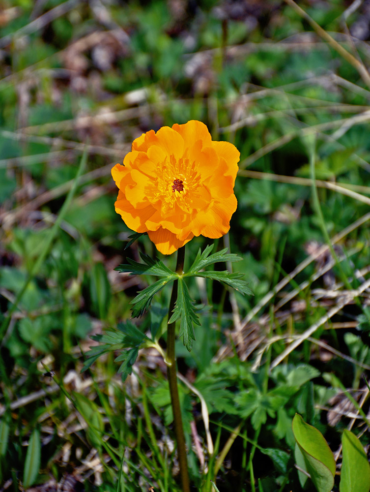 Изображение особи Trollius altaicus.