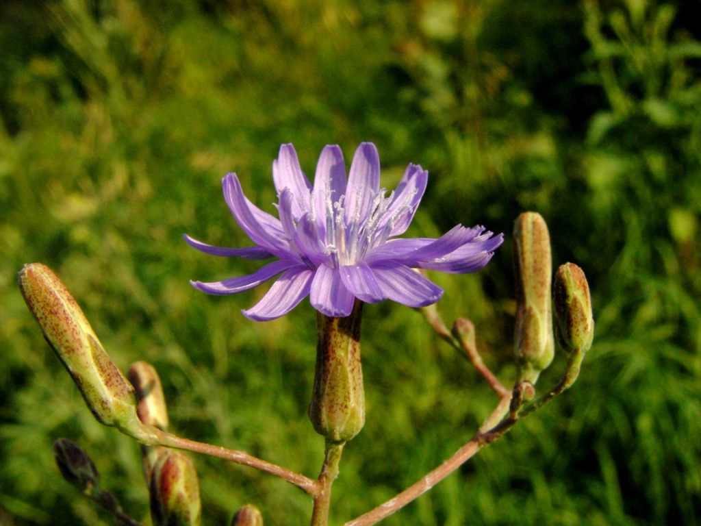 Изображение особи Lactuca tatarica.