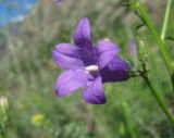 Campanula hohenackeri. Цветок. Кабардино-Балкария, Эльбрусский р-н, окр. г. Тырныауз, ок. 1400 м н.у.м., каменистый склон. 05.07.2019.