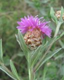 Centaurea jacea подвид substituta. Верхушка побега с соцветием. Краснодарский край, окр. г. Новороссийск, хр. Маркотх, окр. пер. Андреевский, опушка леса. 07.08.2019.