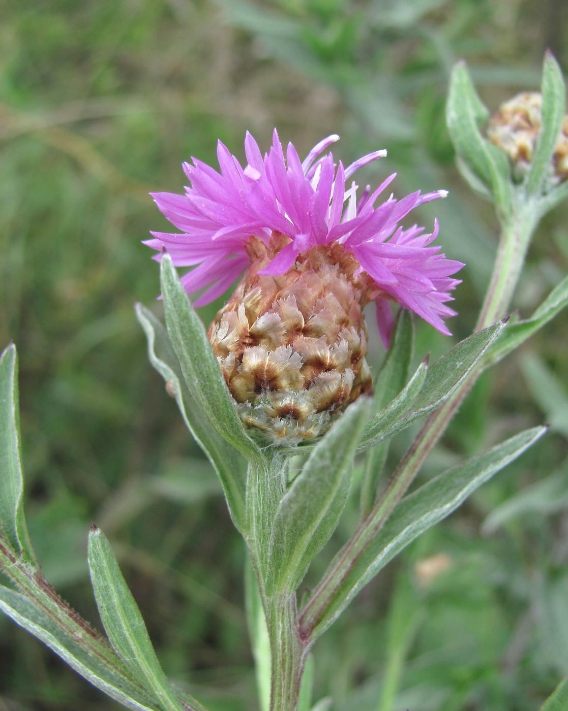 Изображение особи Centaurea jacea ssp. substituta.