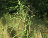 Hieracium filifolium. Средняя часть побега. Украина, г. Киев, проспект Алишера Навои, сосновый бор. 13.08.2019.