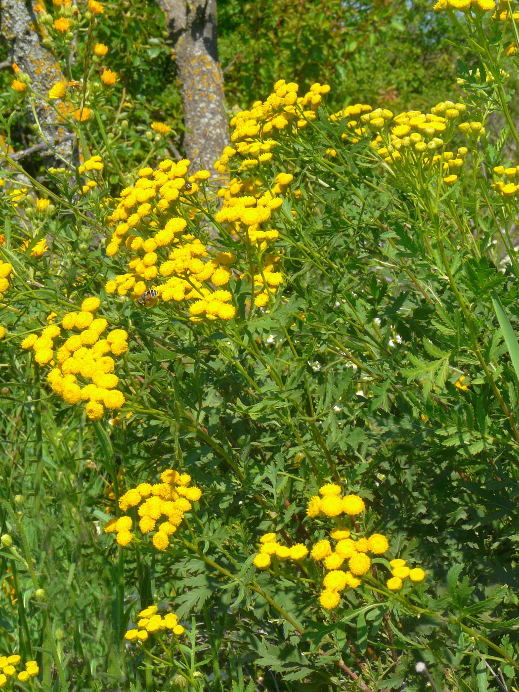 Изображение особи Tanacetum vulgare.