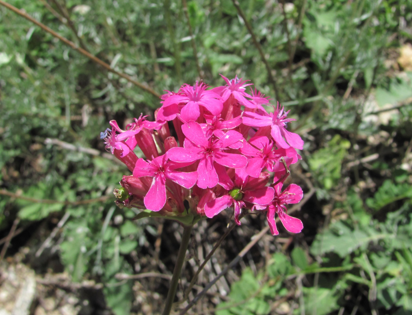 Изображение особи Silene compacta.