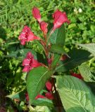 genus Weigela. Цветущий побег. Подмосковье, г. Коломна, в культуре. Сентябрь 2019 г.