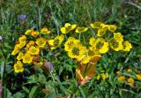 Bupleurum longifolium subspecies aureum. Верхушка побега с соцветием и соплодием. Челябинская обл., Саткинский р-н, хребет Зюраткуль, ≈ 1000 м н.у.м., субальпийский луг. 31.07.2019.