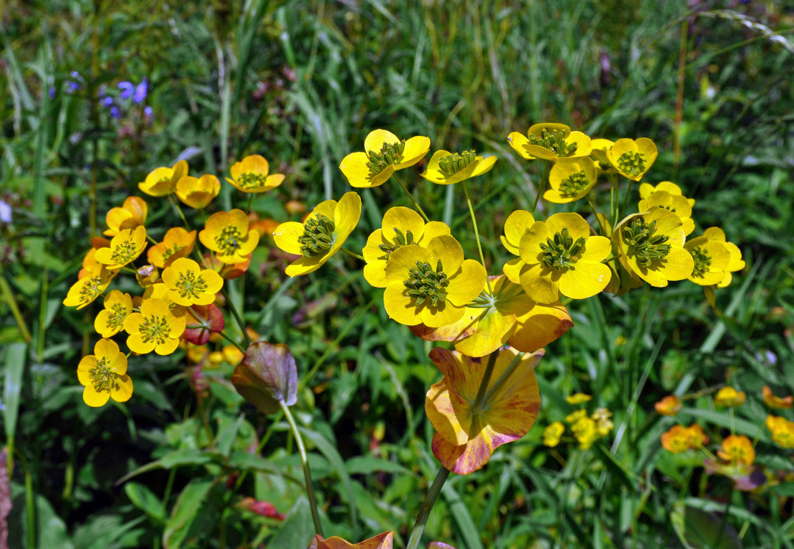 Изображение особи Bupleurum longifolium ssp. aureum.