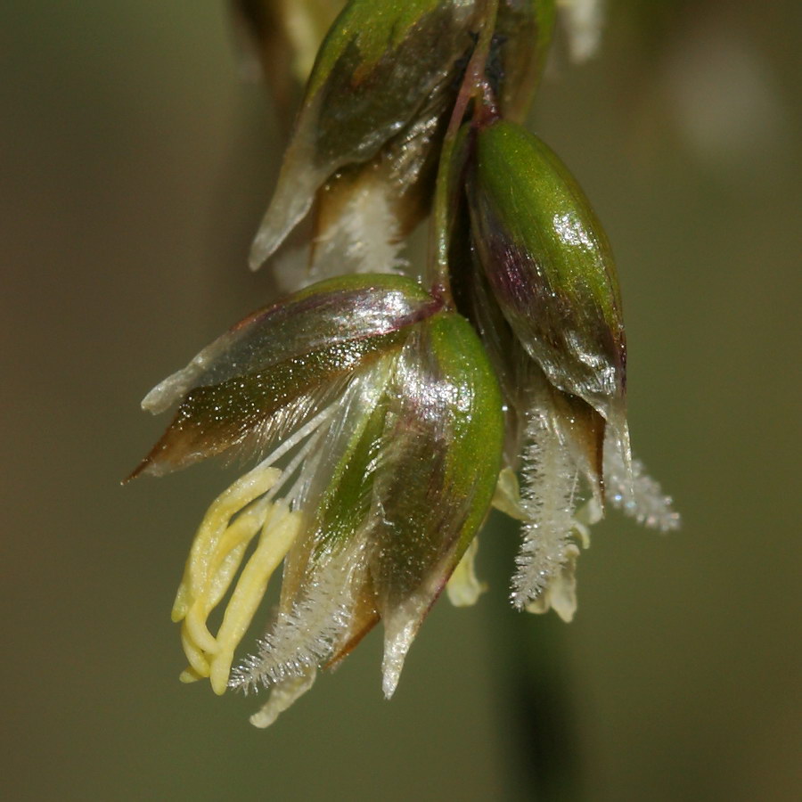 Image of Hierochloe odorata specimen.