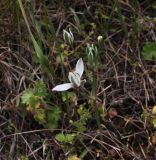 род Ornithogalum. Цветущее растение. Турция, ил Артвин, окр. деревни Баглик, луг недалеко от ручья. 24.04.2019.