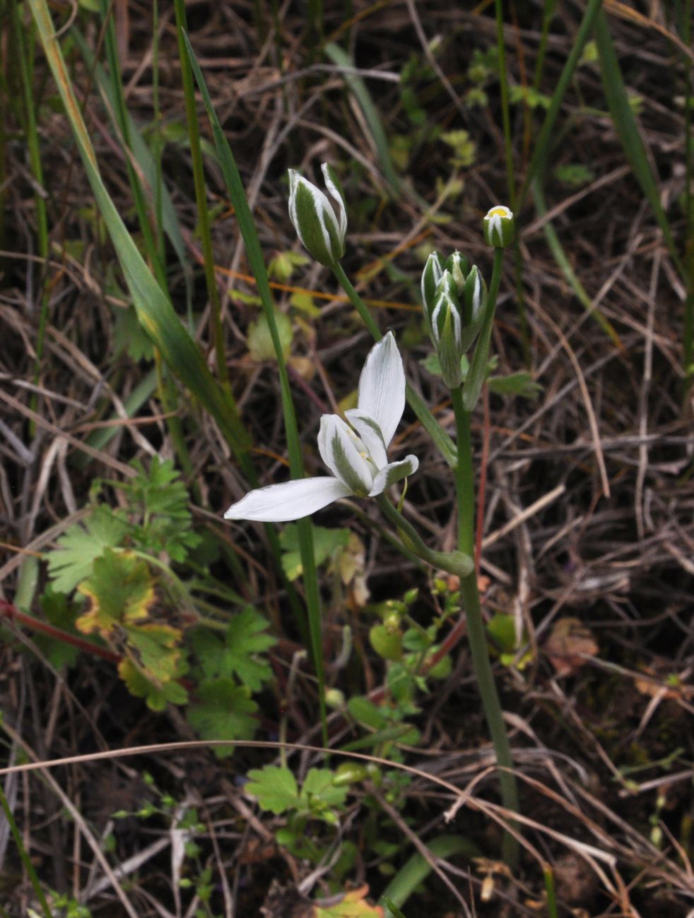 Image of genus Ornithogalum specimen.