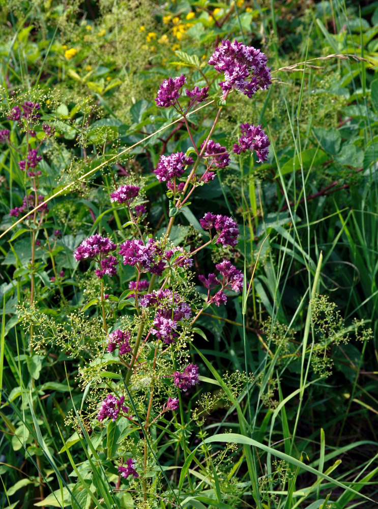 Изображение особи Origanum vulgare.