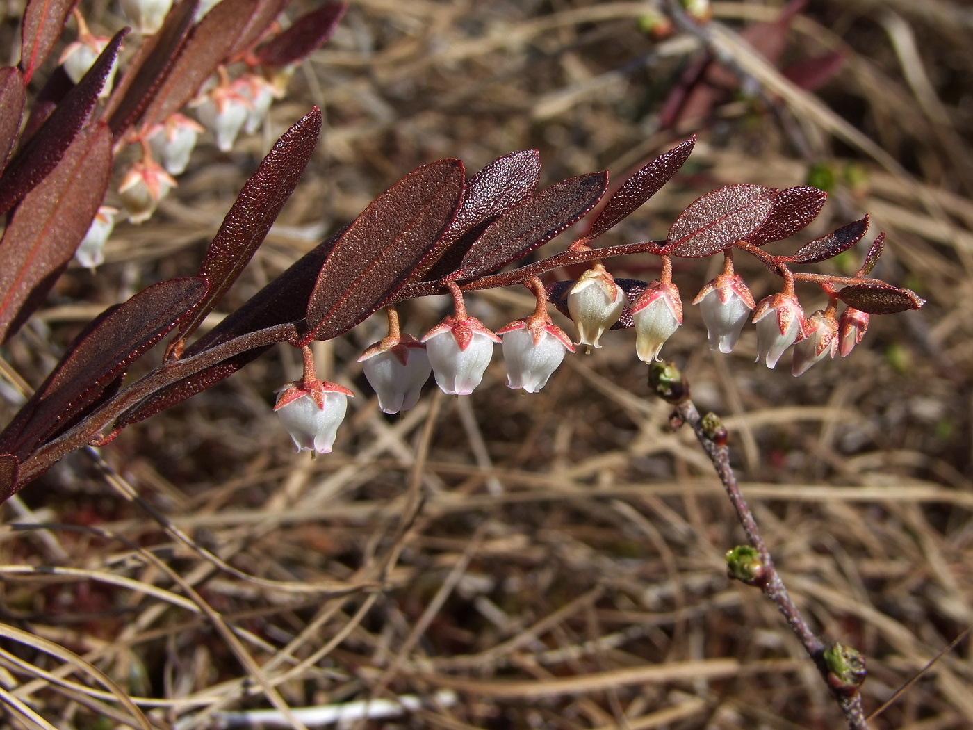 Изображение особи Chamaedaphne calyculata.