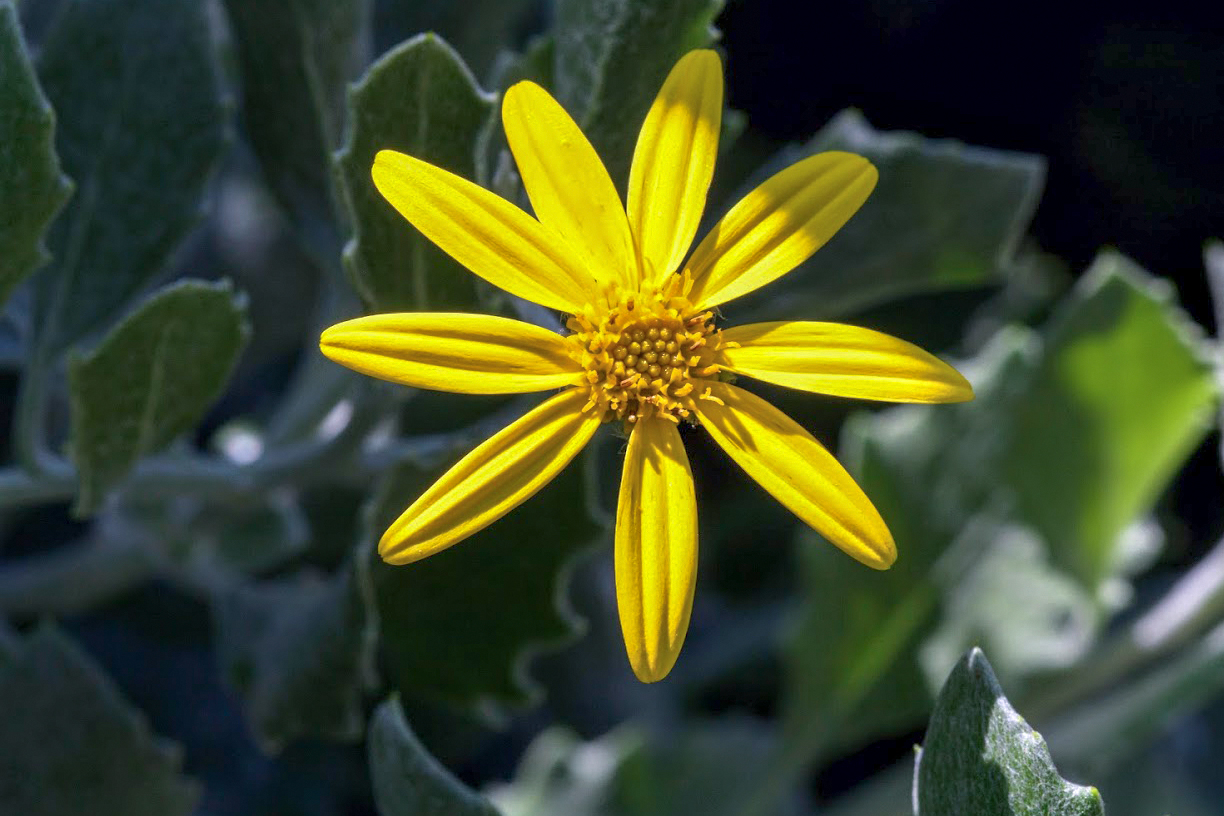 Image of Chrysanthemoides monilifera specimen.