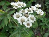 Achillea ptarmica ssp. macrocephala