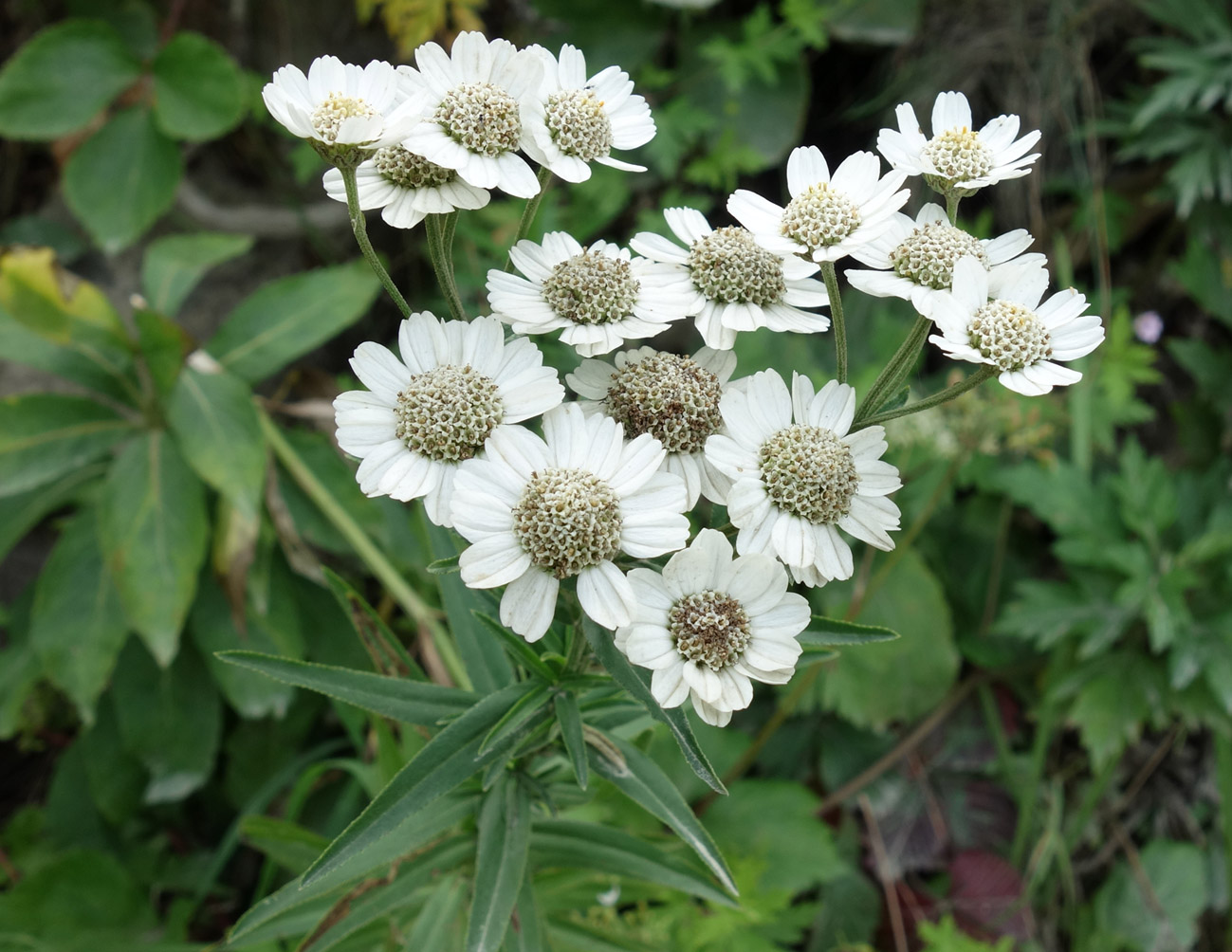 Image of Achillea ptarmica ssp. macrocephala specimen.