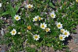 Dryas oxyodonta