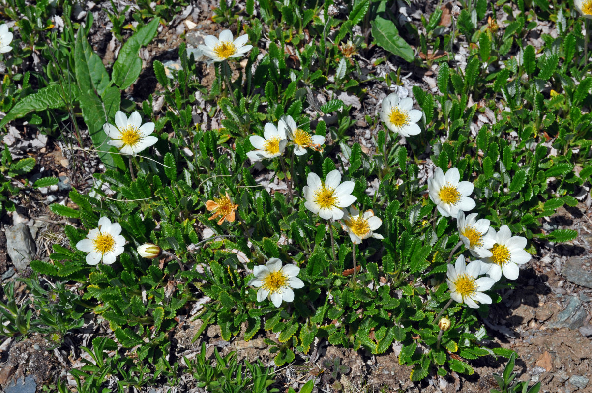 Изображение особи Dryas oxyodonta.