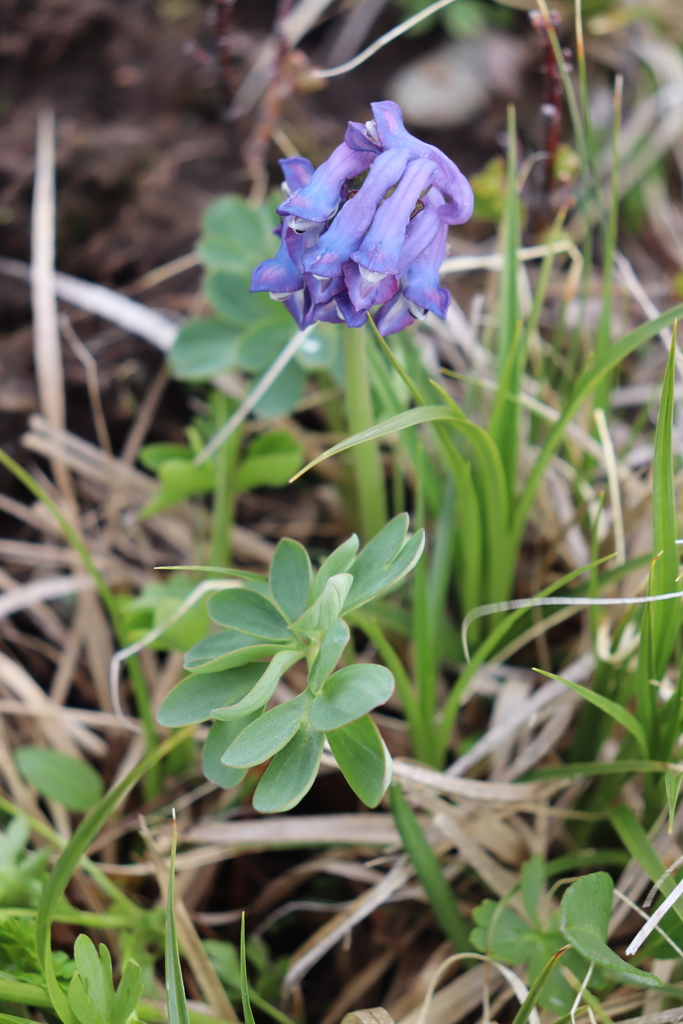 Image of Corydalis pauciflora specimen.