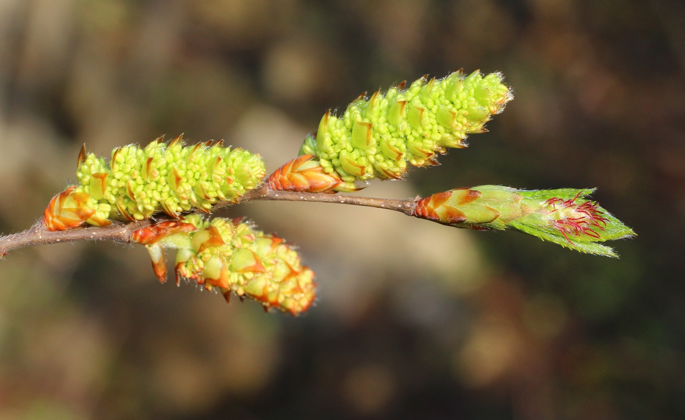 Изображение особи Carpinus orientalis.