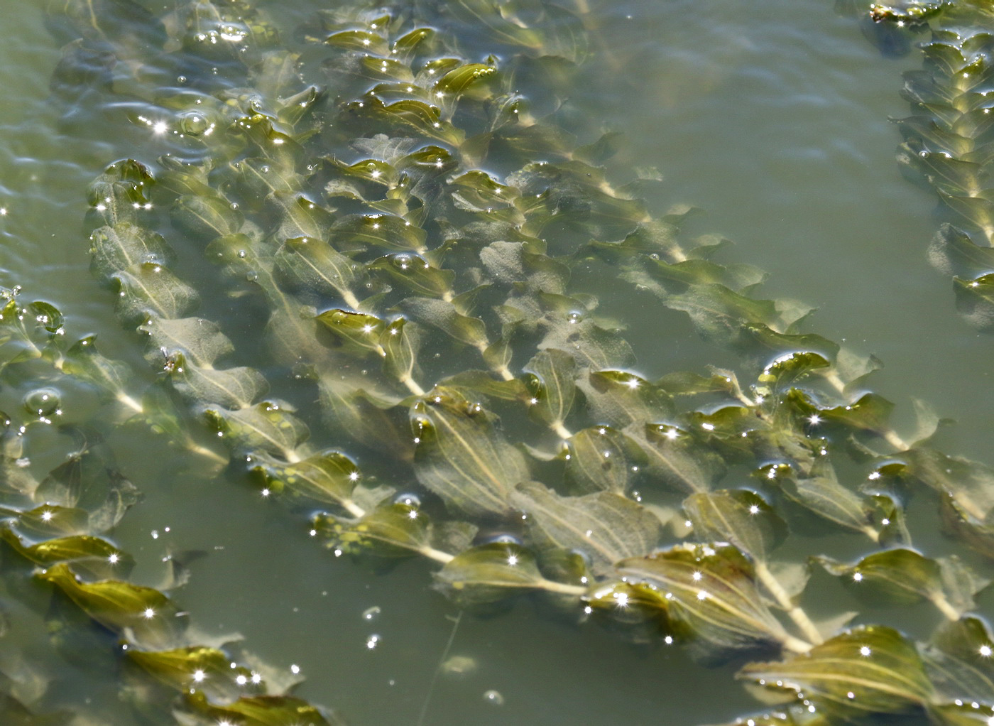 Image of Potamogeton perfoliatus specimen.