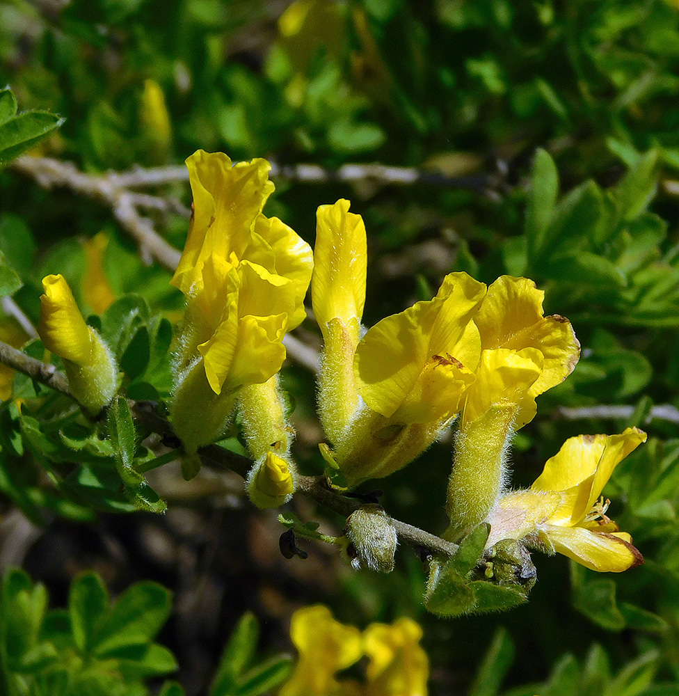 Изображение особи Chamaecytisus hirsutissimus.