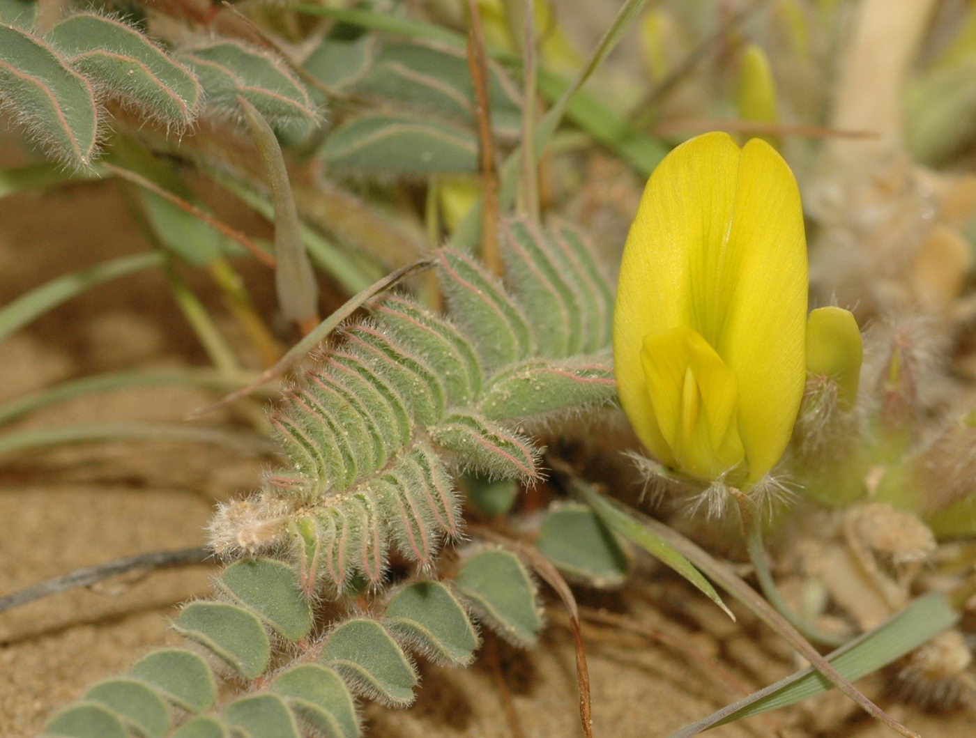 Изображение особи Astragalus longipetalus.