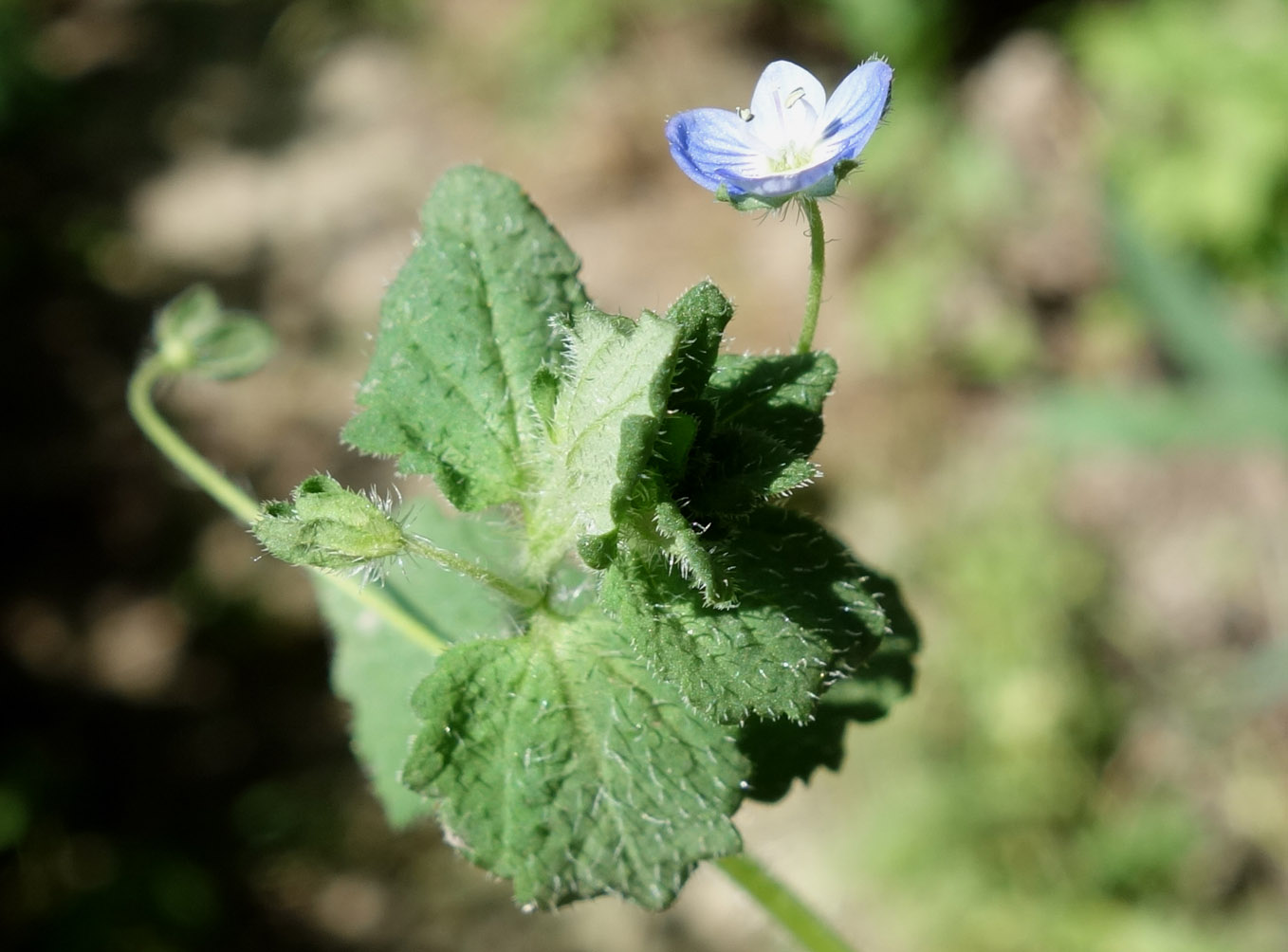 Image of Veronica persica specimen.