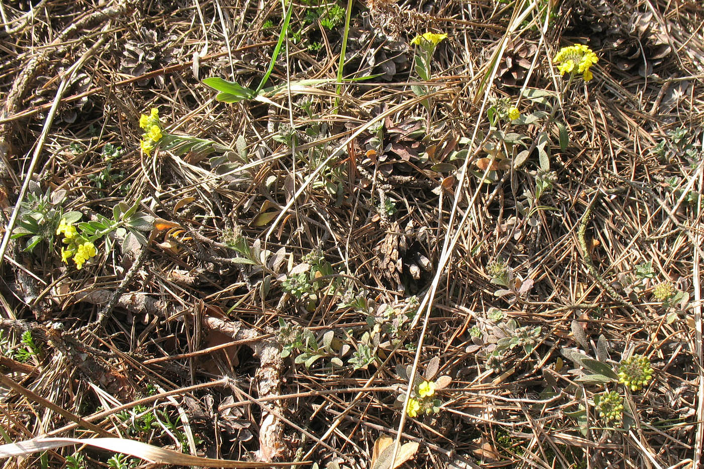 Изображение особи Alyssum gmelinii.