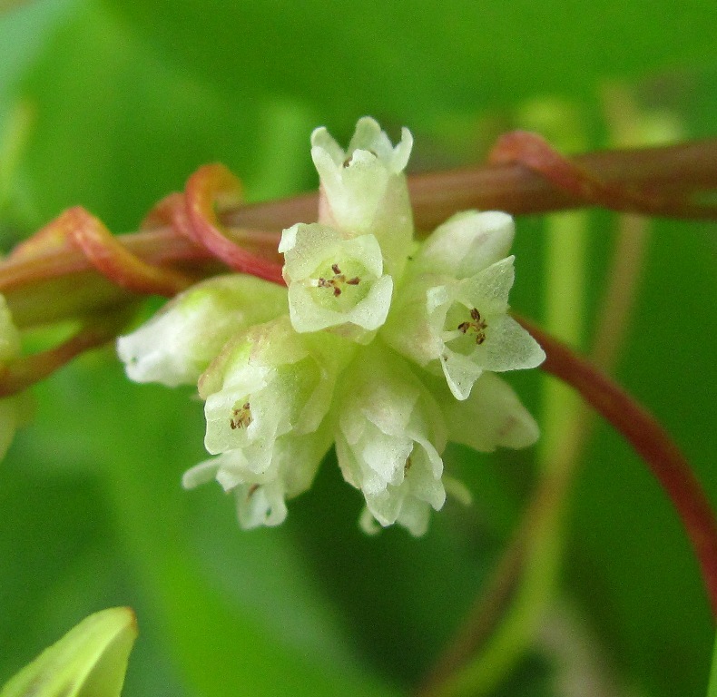 Image of Cuscuta europaea specimen.