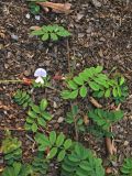 Tephrosia spicata