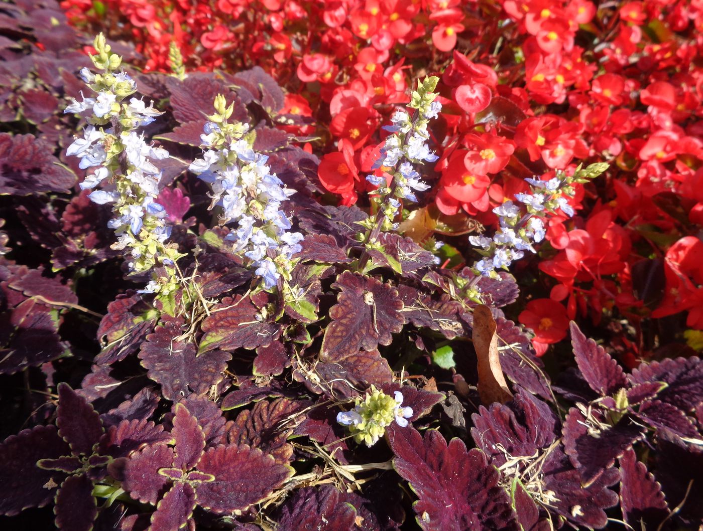 Image of Coleus scutellarioides specimen.