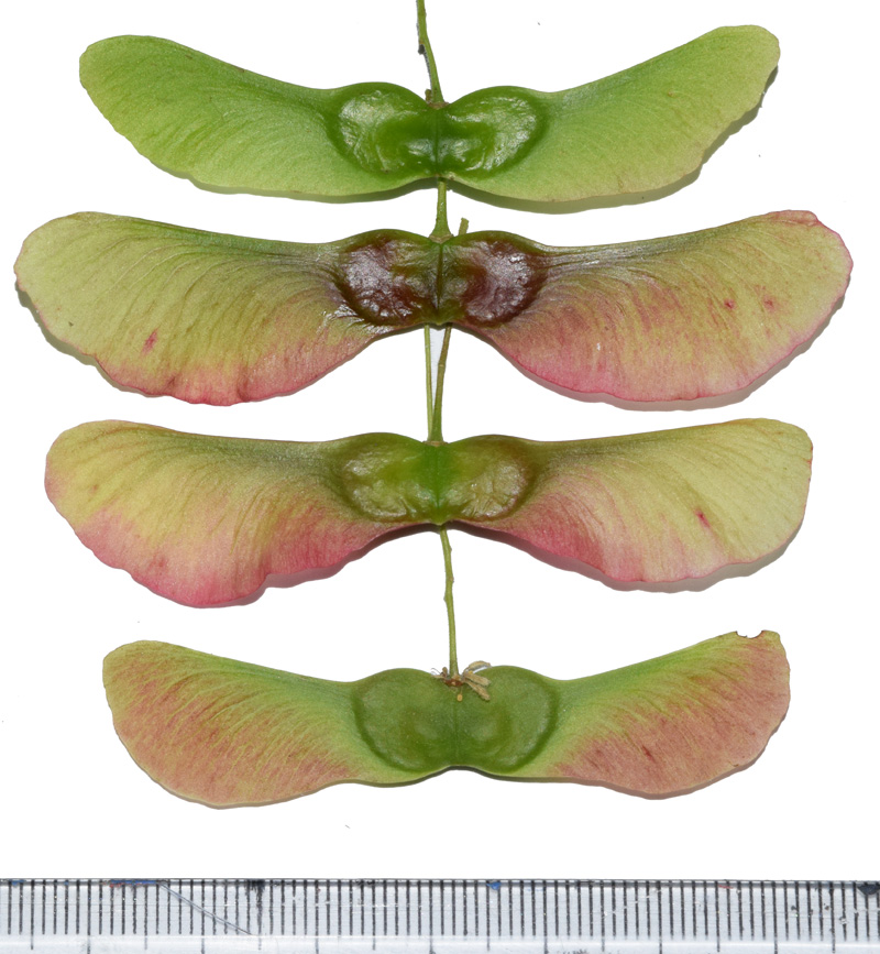 Image of Acer campestre specimen.