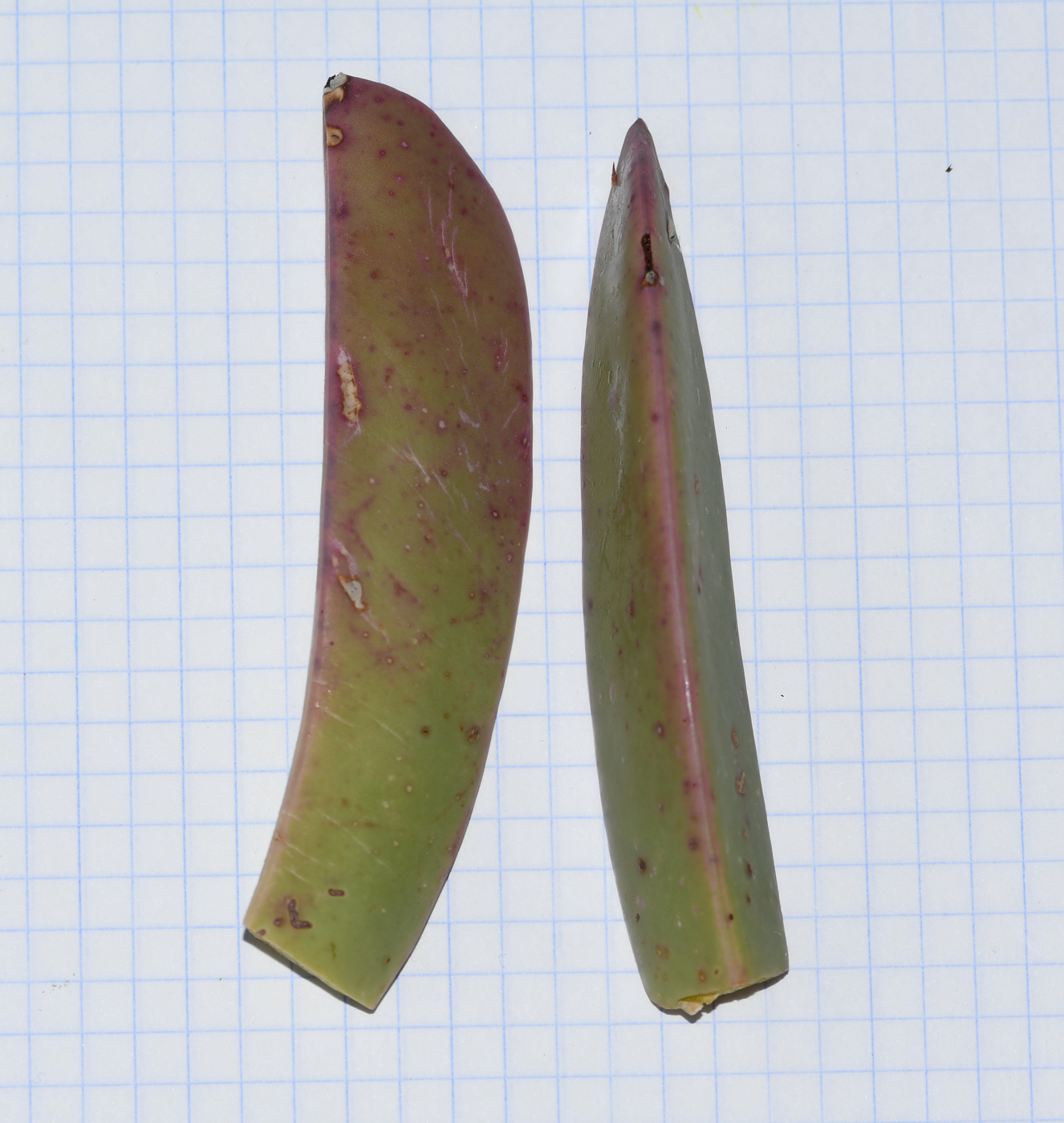 Image of Carpobrotus quadrifidus specimen.