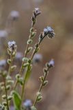 Myosotis micrantha